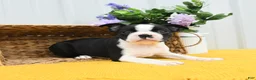 Boston Terrier dogs for sale: Billie - Ad 3