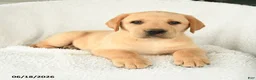 Labrador Retriever dogs for sale: Malcolm - Ad 3