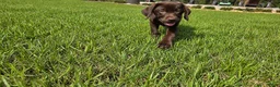 Labrador Retriever dogs for sale: Fiona - Ad 3