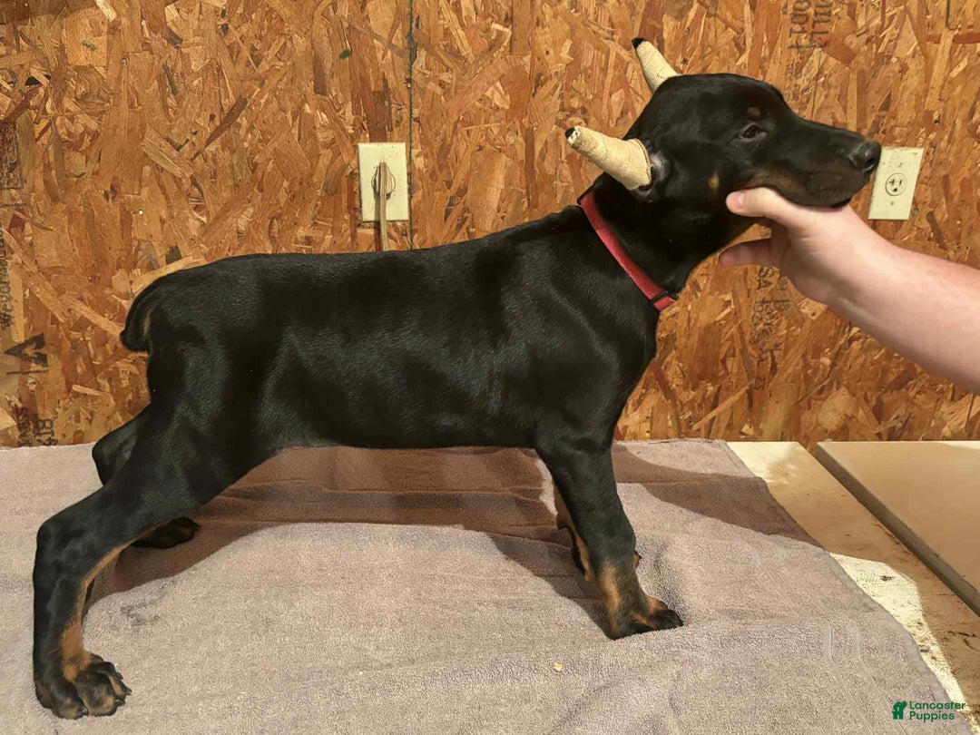 Doberman Pinscher dogs for sale: Black male red collar - Ad 1