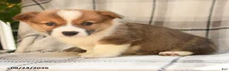 Welsh Corgi Pembroke dogs for sale: Berry - Ad 7
