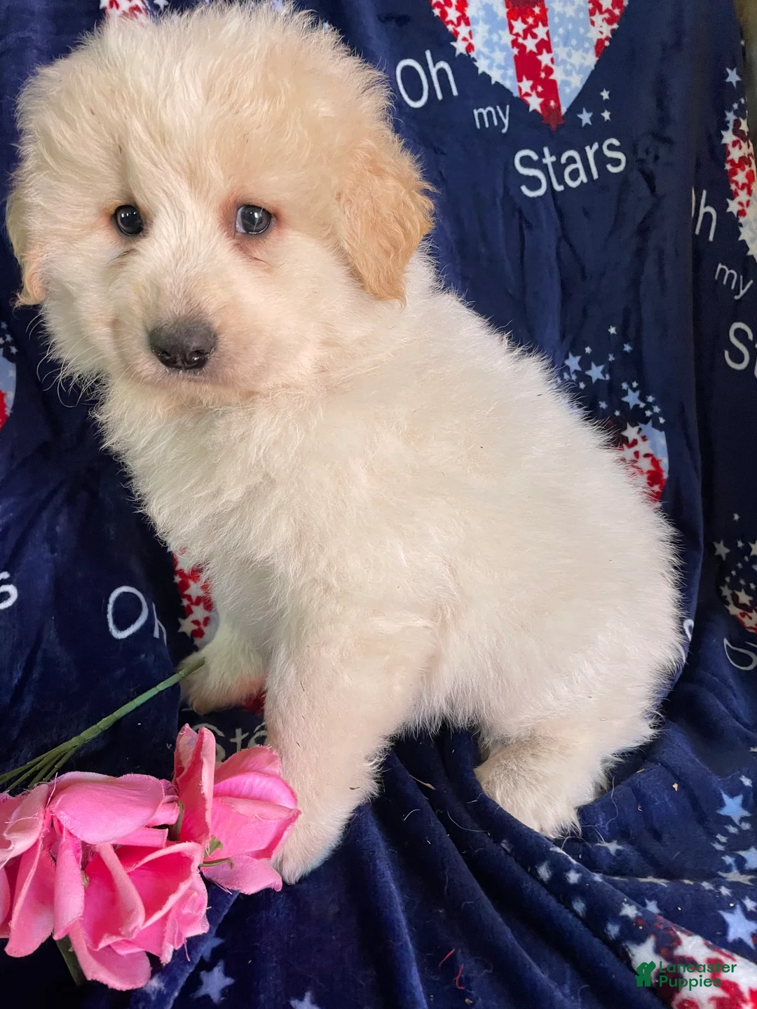 Great Pyrenees dogs for sale: Thor - Ad 4