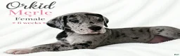 Great Dane dogs for sale: Makani - Ad 5