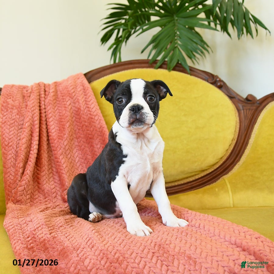 Boston Terrier dogs Prancer - Ad 8