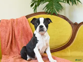 Boston Terrier dogs Prancer - Ad 14