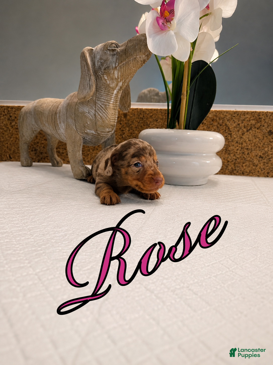 Miniature Dachshund dogs Rose - Ad 1