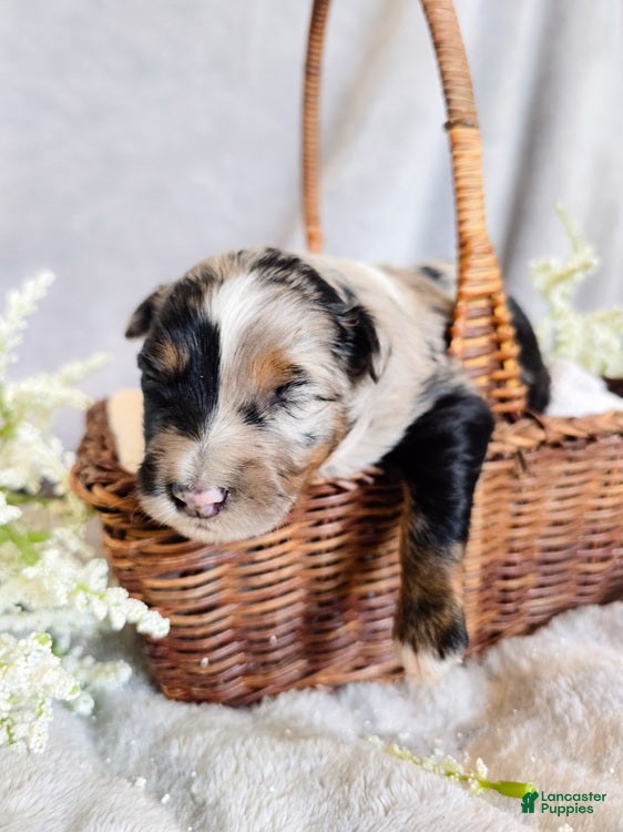 Aussiedoodle dogs Star Melon - Ad 2