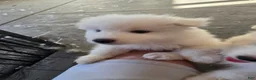 Samoyed dogs for sale: Samoyed 5 - Ad 3