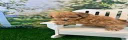 Maltipoo dogs for sale: Eve - Ad 5