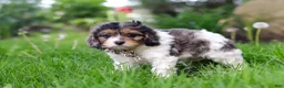 Cavapoo dogs for sale: Fury - Ad 3