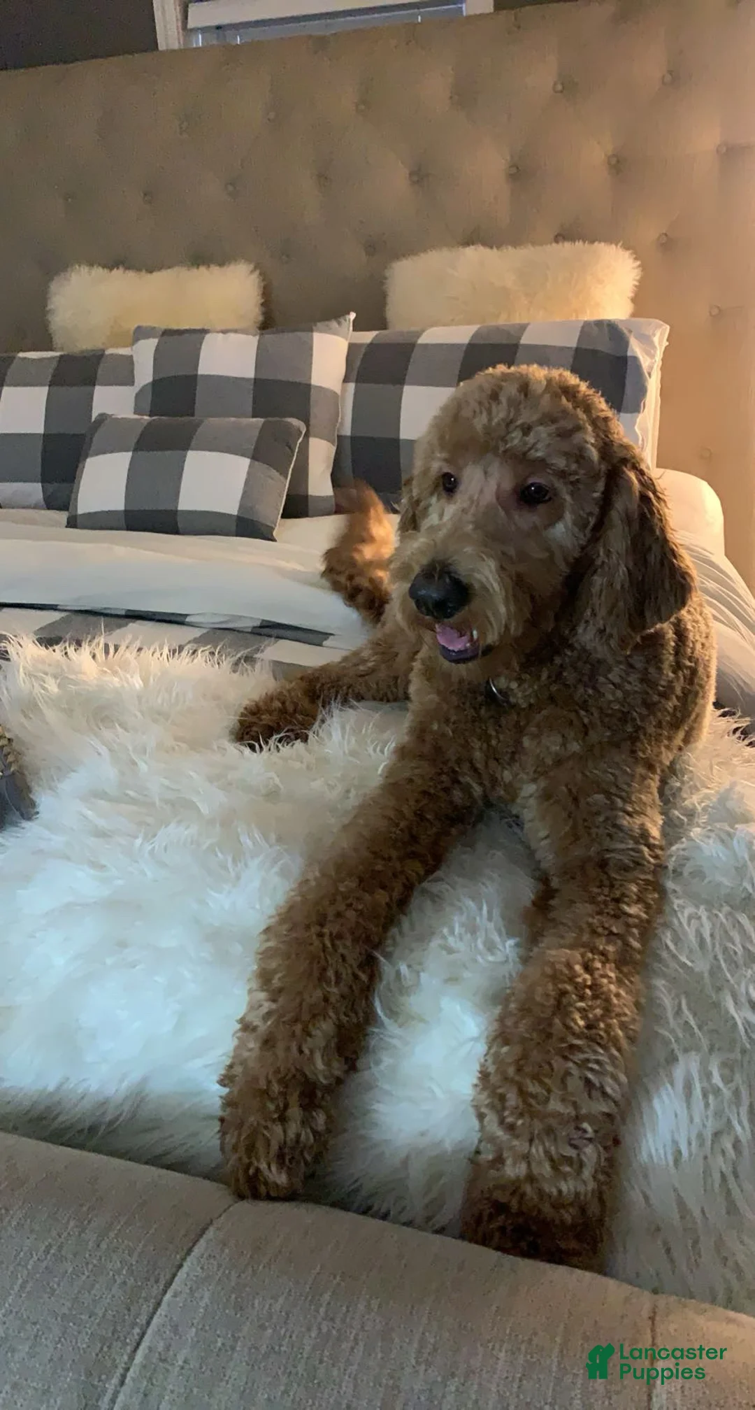 Goldendoodle dogs for sale: Goldendoodle Puppy 3 - Ad 2