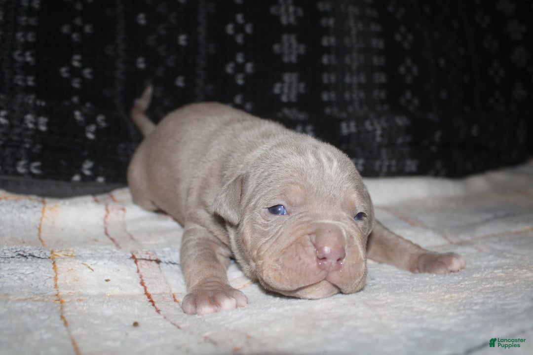 American Bully dogs for sale: Lykin - Ad 6
