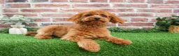 Cavapoo dogs for sale: Beauty  - Ad 12