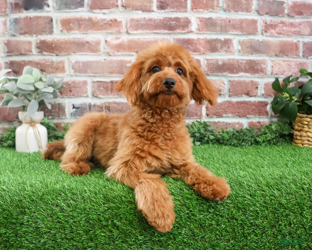 Cavapoo dogs for sale: Beauty  - Ad 12