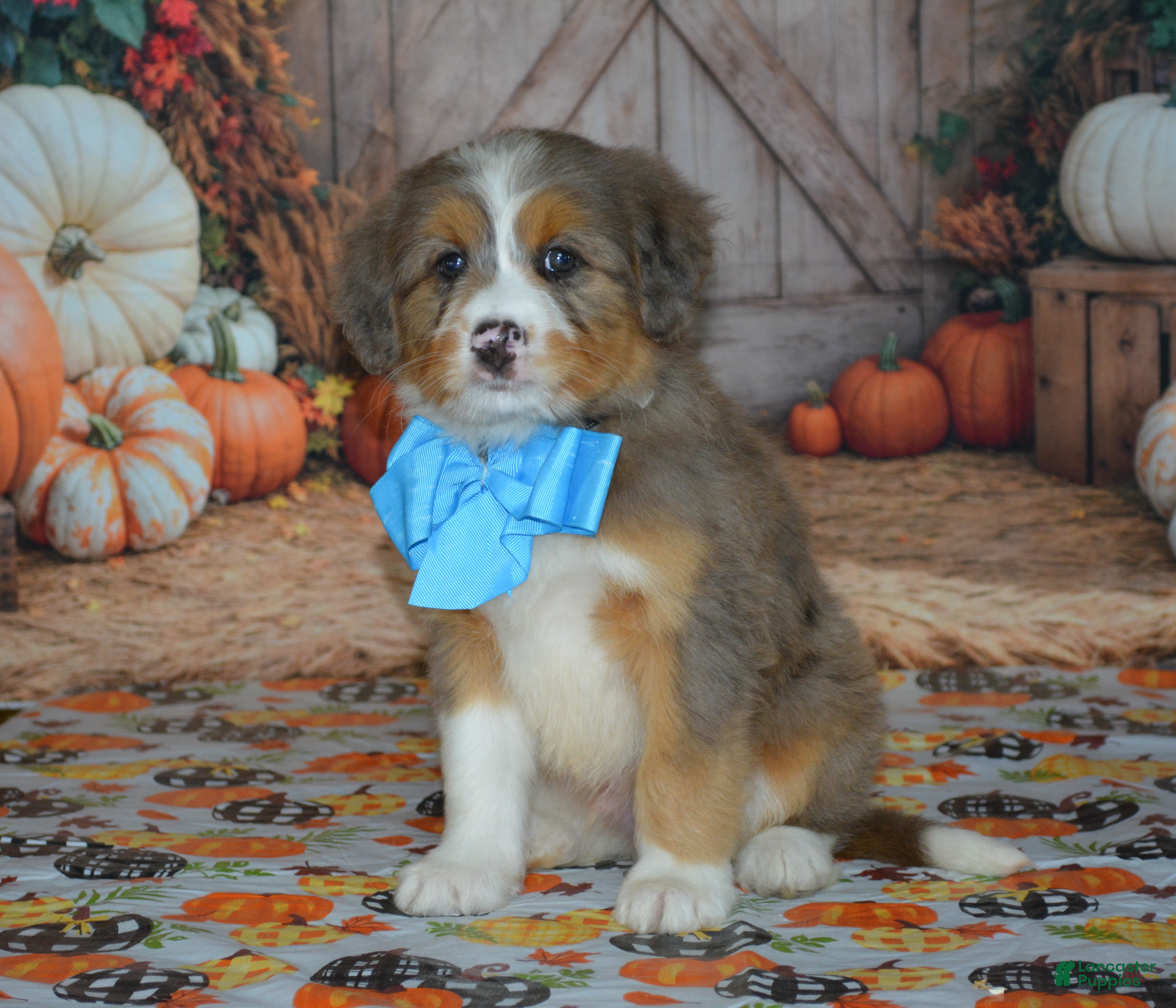 Mini Bernedoodle dogs Apollo - Ad 1