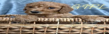 Goldendoodle Puppy 7