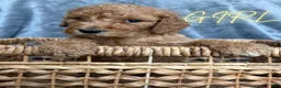 Goldendoodle dogs for sale: Goldendoodle Puppy 7 - Ad 1