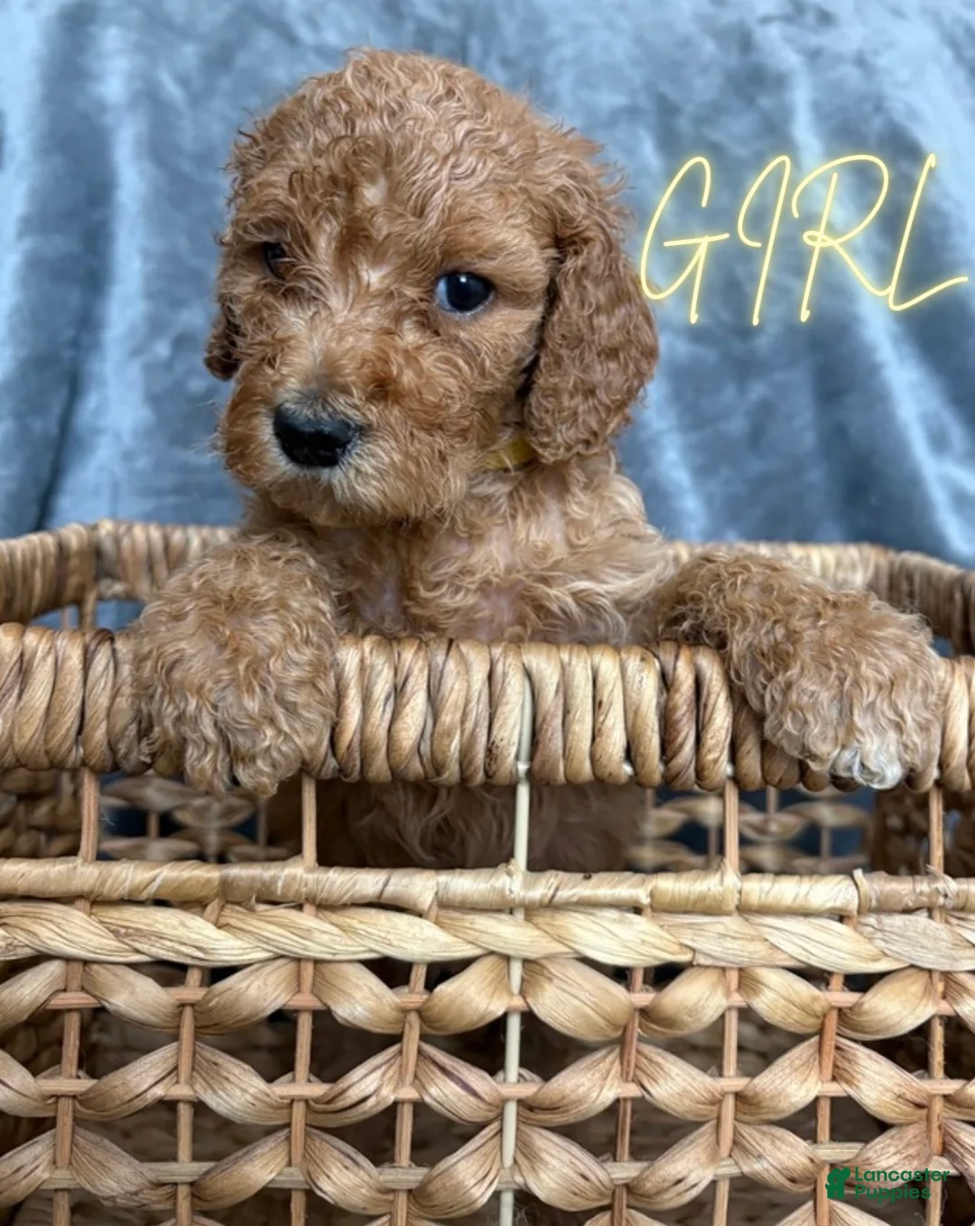 Goldendoodle dogs for sale: Goldendoodle Puppy 7 - Ad 1