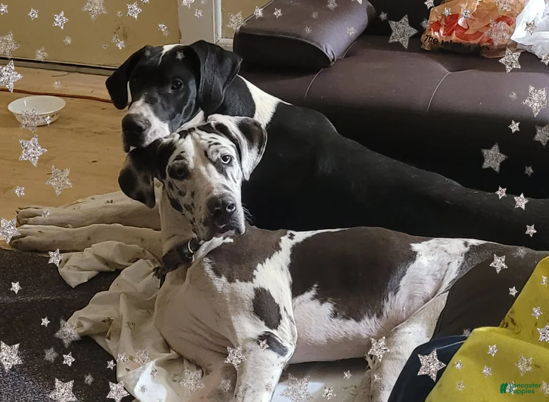 Great Dane dogs for sale: Great Dane GREEN-MALE - Ad 2
