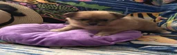 Pomeranian dogs for sale: Pomeranian Puppy 3 - Ad 6