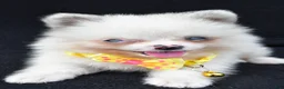 Pomeranian dogs for sale: Syl - Ad 5
