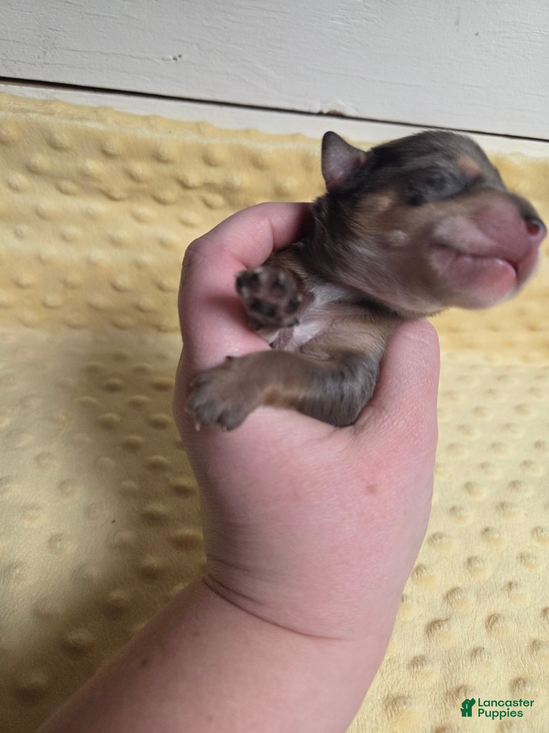 Mixed Breed dogs for sale: Frosty - Ad 2