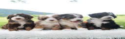 Mini Bernedoodle dogs for sale: Ruffles  - Ad 6