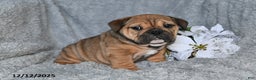 English Bulldog dogs for sale: Selena - Ad 4