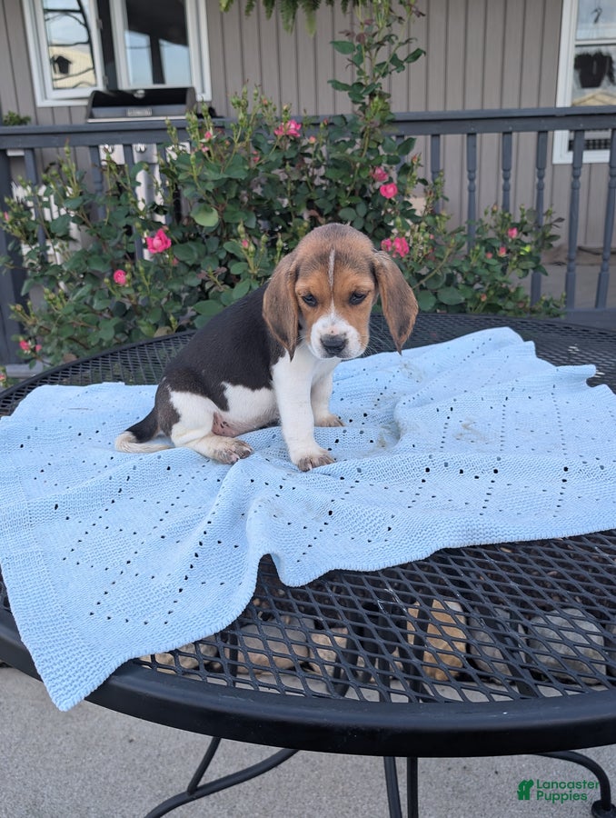 Beagle dogs Rascal - Ad 2
