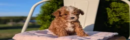 Cavapoo dogs for sale: Sparky - Ad 6