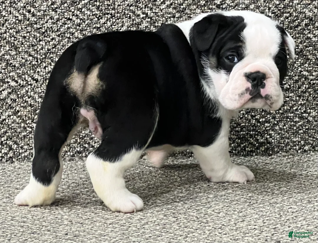 English Bulldog dogs for sale: English Bulldog Puppy 1 - Ad 4