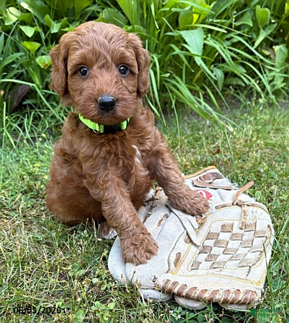 Goldendoodle dogs Ace - Ad 2