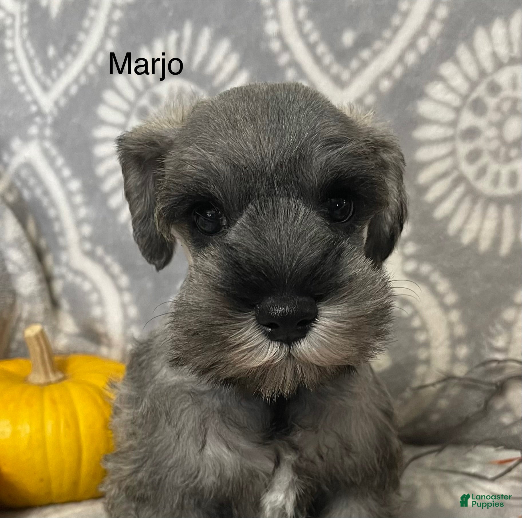 Miniature Schnauzer dogs for sale: Miniature Schnauzer 1 - Ad 1