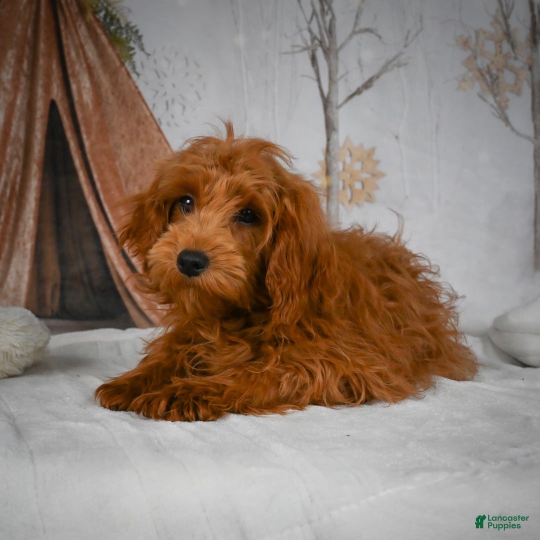 Mini Goldendoodle dogs for sale: Rita - Ad 2