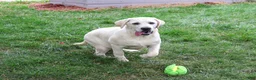 Labrador Retriever dogs for sale: Percival - Ad 4