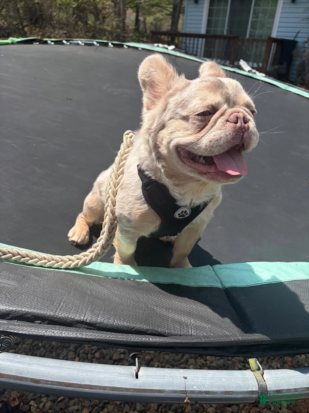 French Bulldog dogs for stud: Knuckles - Ad 2