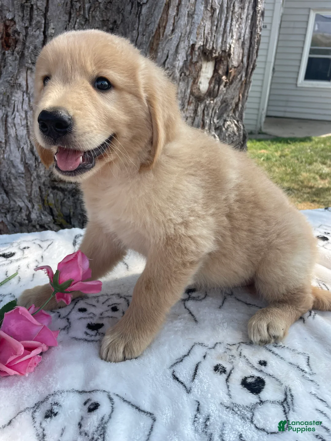 Mixed Breed dogs for sale: Dwight - Ad 2