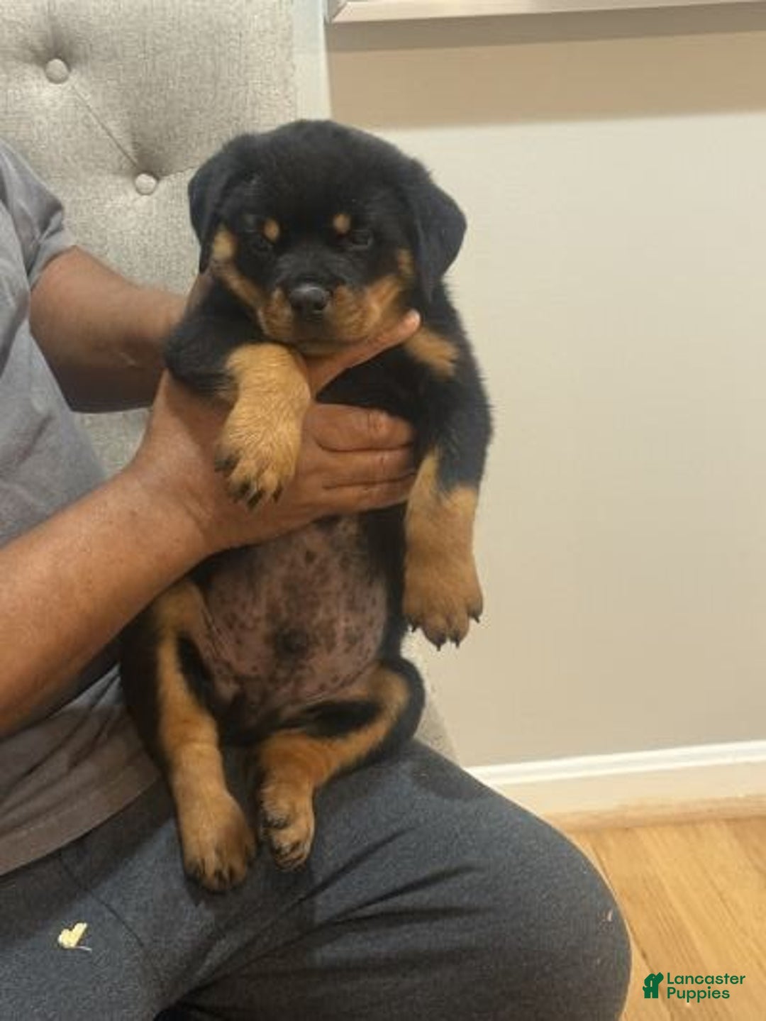 Rottweiler dogs for sale: Rottweiler Puppy 6 - Ad 6