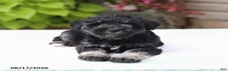 Miniature Schnauzer dogs for sale: Perlie - Ad 3