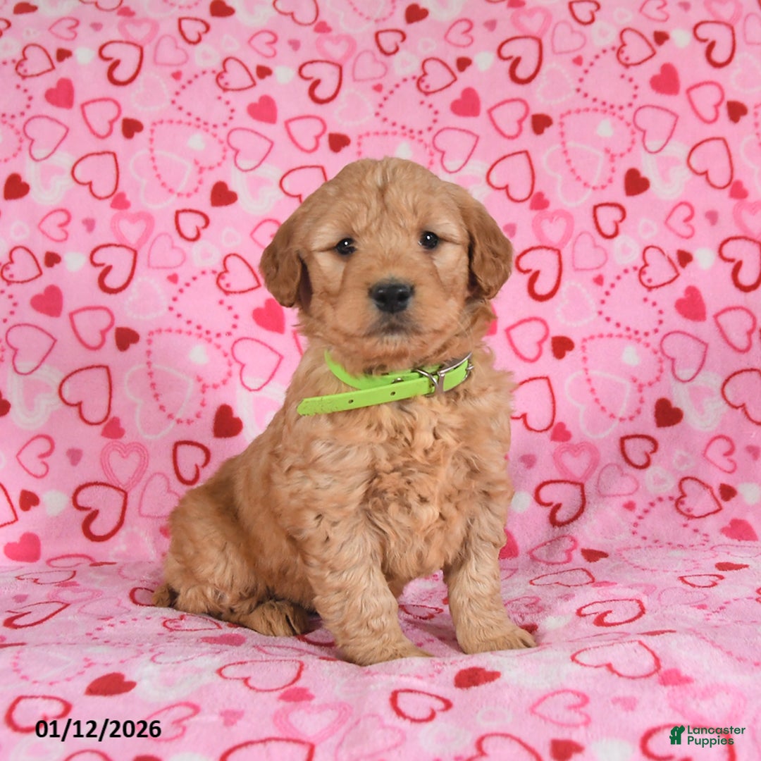 Goldendoodle dogs for sale: Bandit - Ad 2