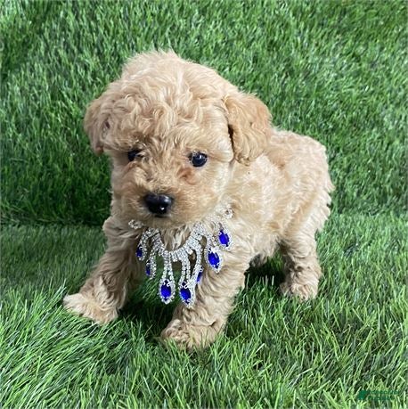 Miniature Poodle dogs Miniature Poodle Puppy 2 - Ad 34