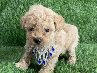 Miniature Poodle dogs Miniature Poodle Puppy 2 - Ad 34