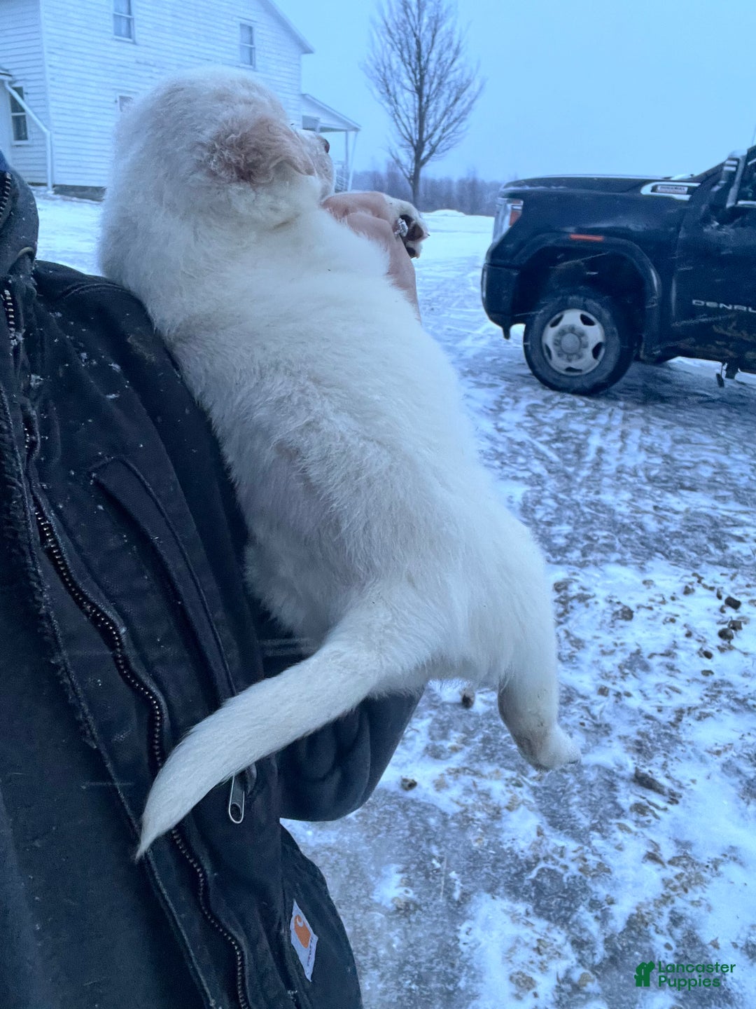 Australian Cattle Dog dogs for sale: Melvin - Ad 2