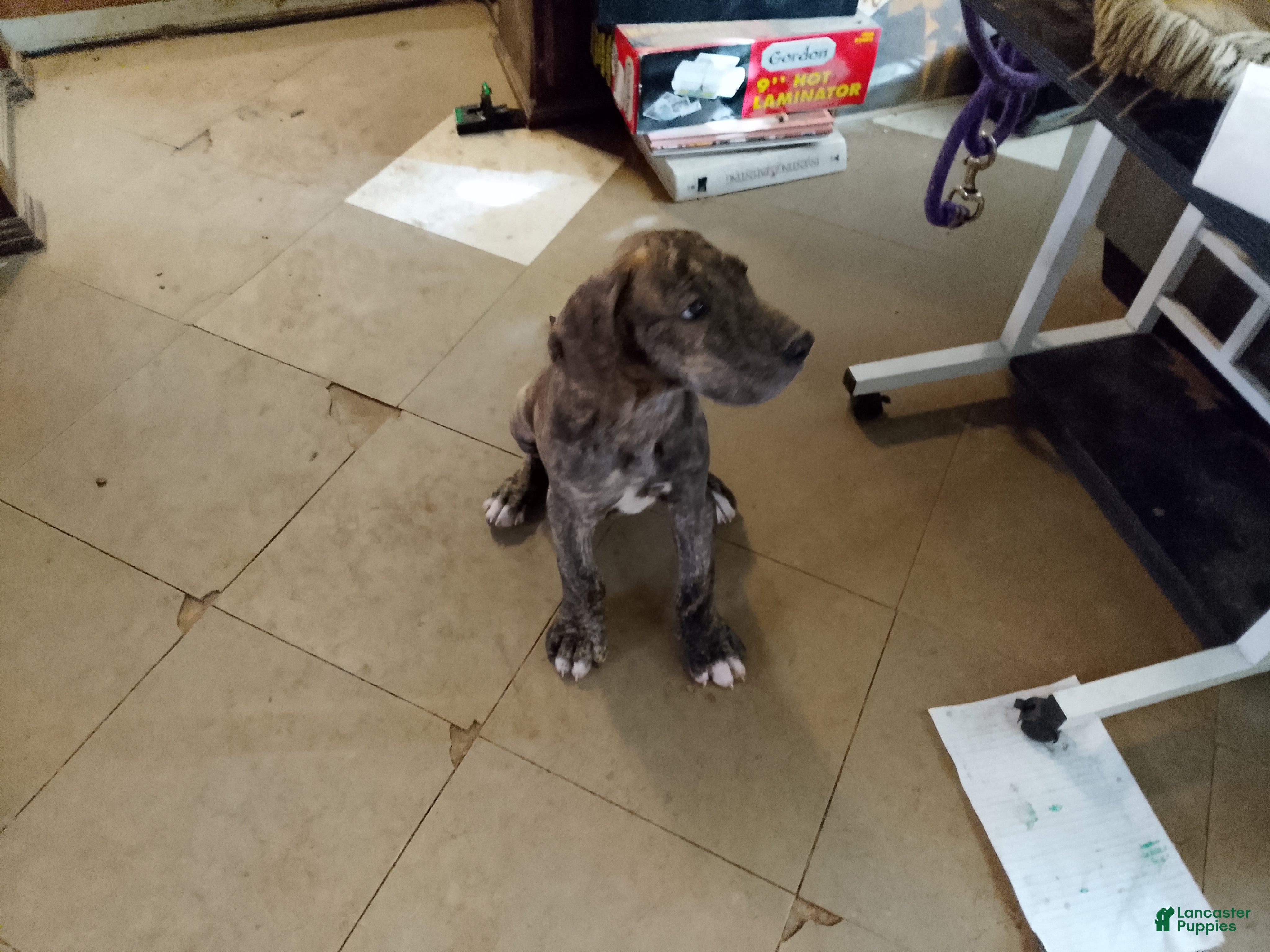 Great Dane dogs Great Dane 4 - Ad 42