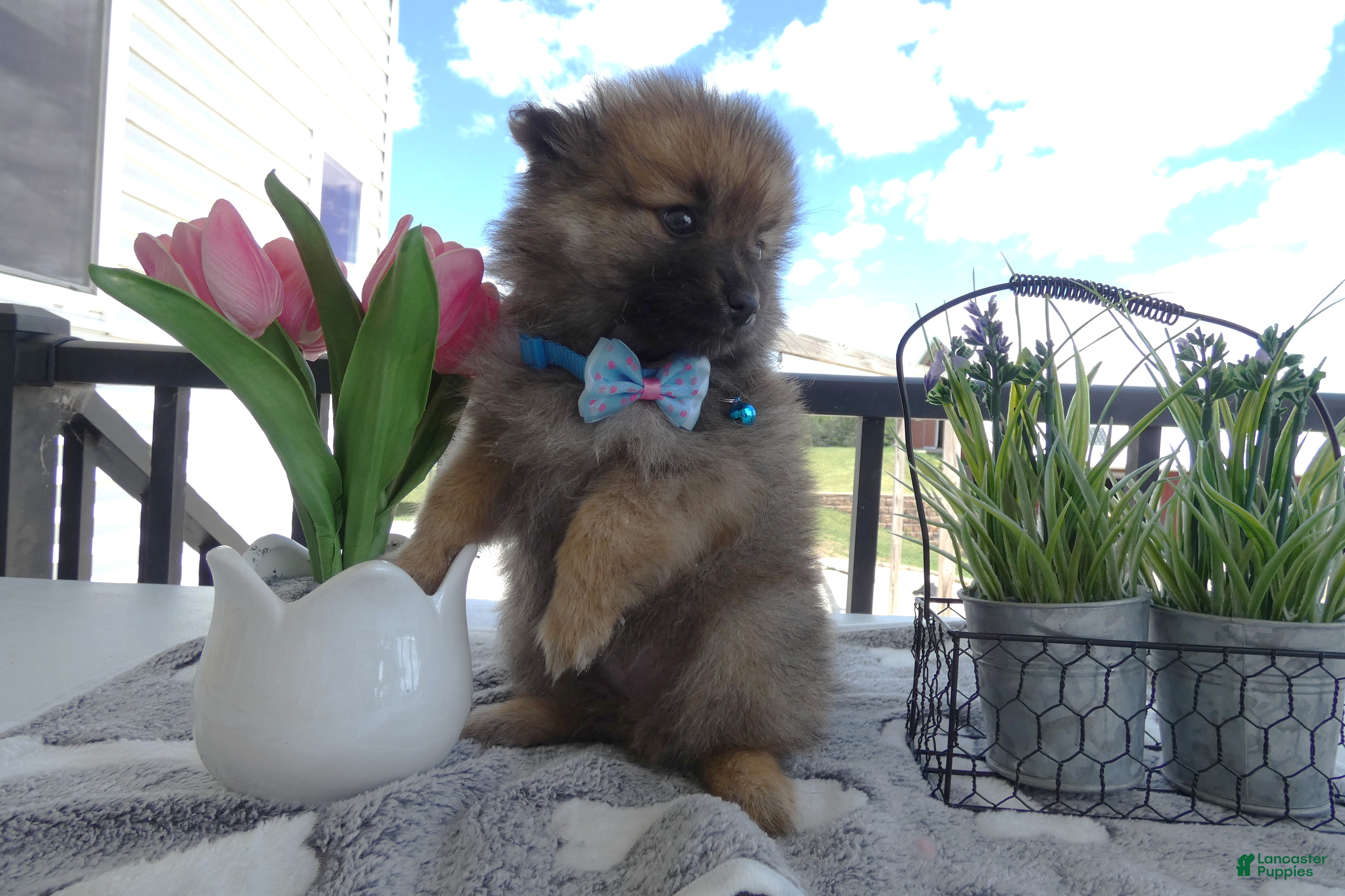 Pomeranian dogs Pomeranian 1 Sylvester - Ad 35