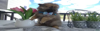 Pomeranian 1 Sylvester