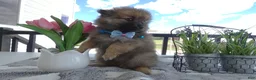 Pomeranian dogs for sale: Pomeranian 1 Sylvester - Ad 1