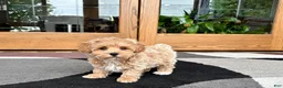 Havapoo dogs for sale: Havapoo Puppy 3 - Ad 7