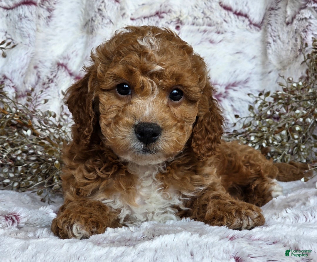 Cockapoo dogs for sale: Nixon - Ad 2