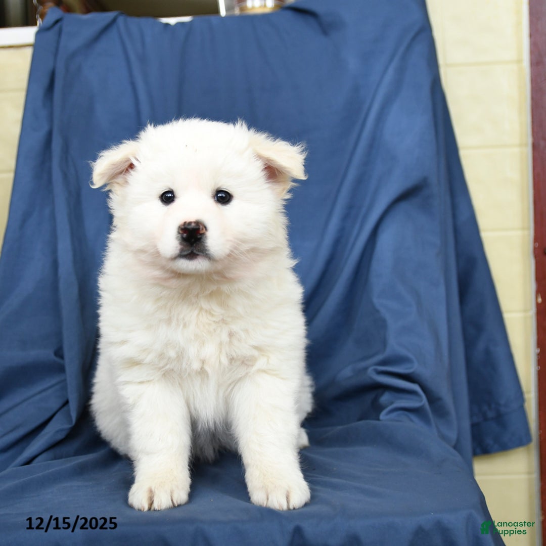 Mixed Breed dogs for sale: Coconut - Ad 4